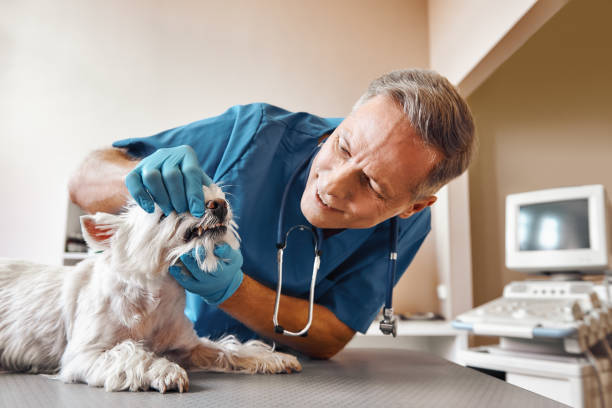 Best Emergency Wisdom Teeth Removal in Chipley, FL